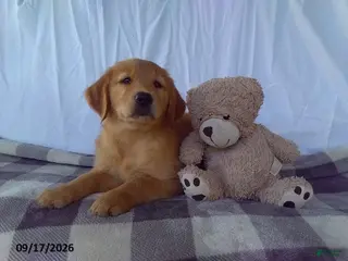 Golden Retriever dogs Nutmeg - Ad 26
