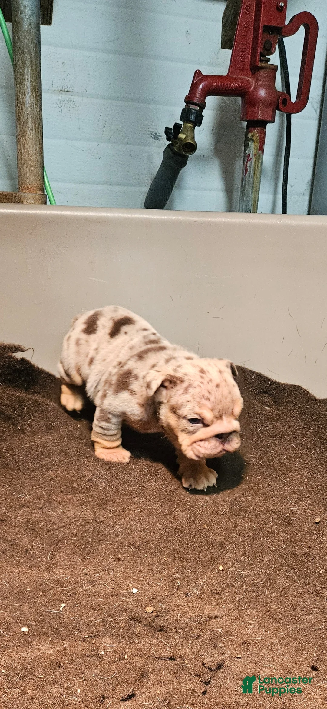 English Bulldog dogs for sale: English Bulldog Puppy 1 - Ad 3