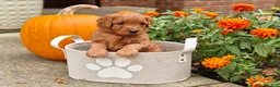 Goldendoodle dogs for sale: Chai - Ad 20
