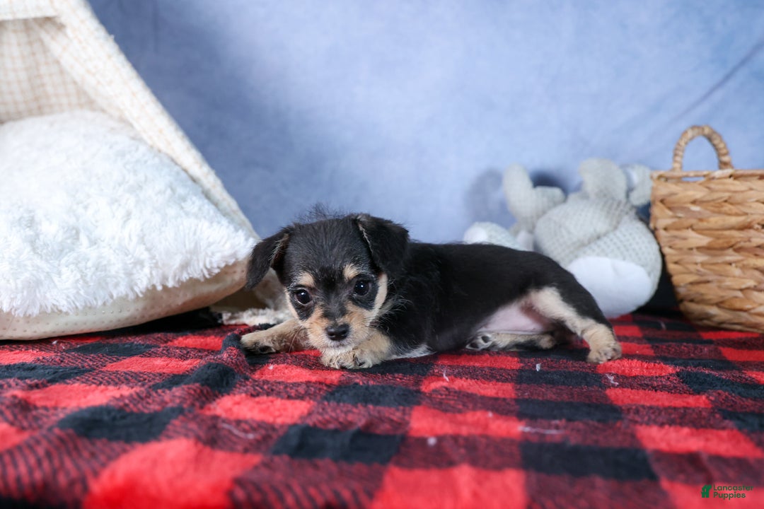 Chipoo dogs for sale: Kinsley - Ad 14