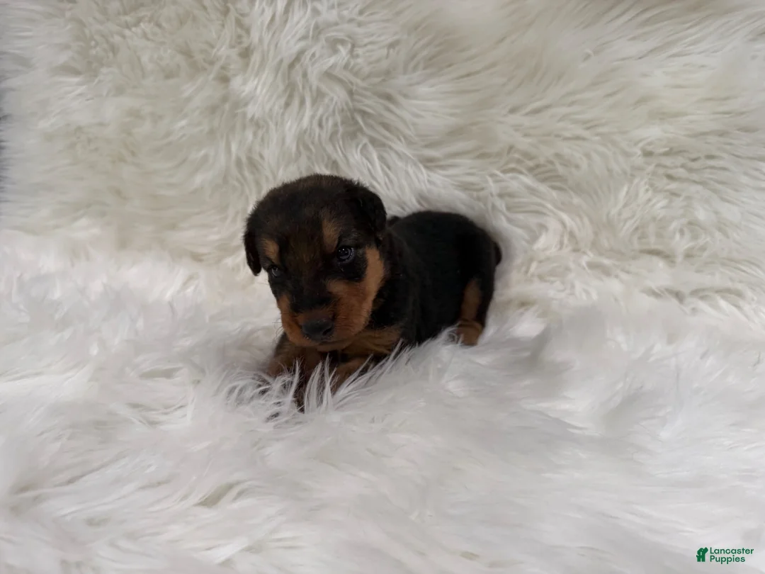 Airedale Terrier dogs for sale: AKC Zander Airedale Terrier 1 - Ad 1