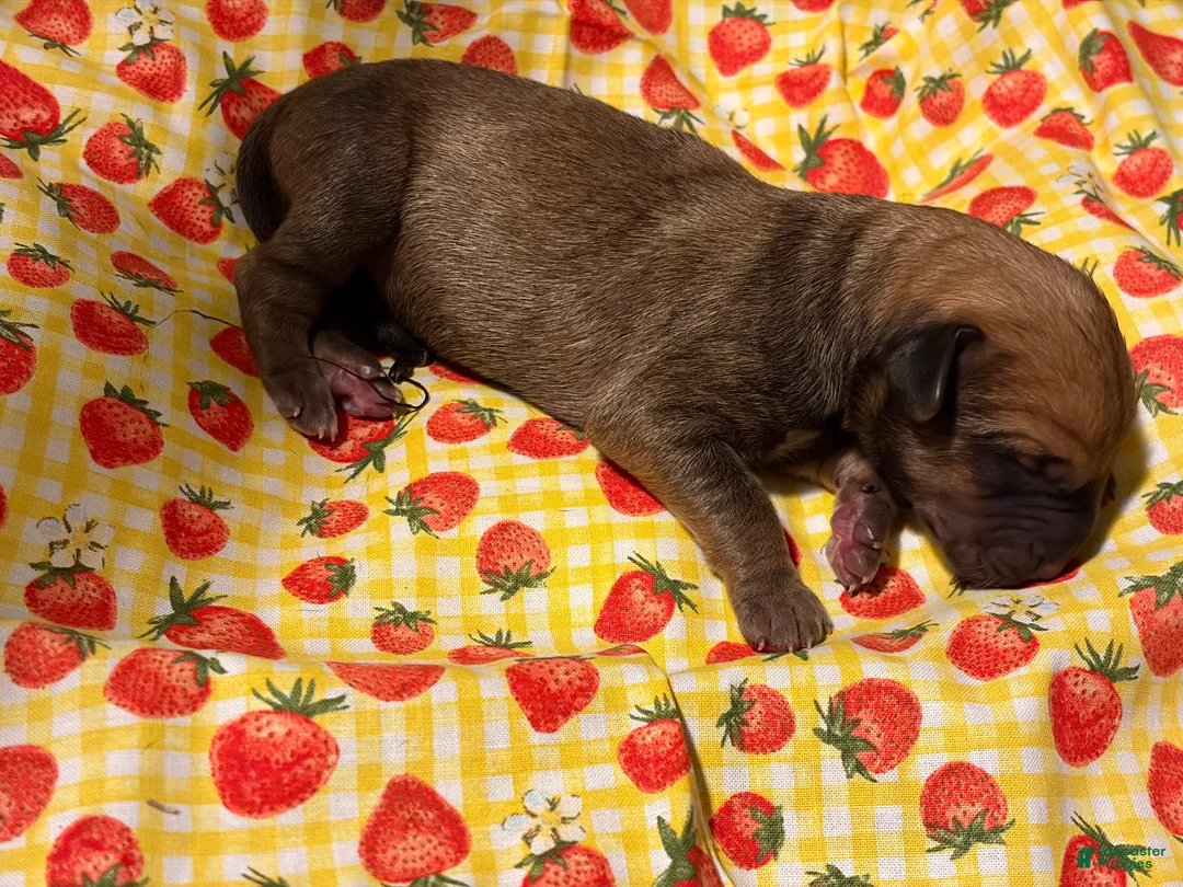 Mixed Breed dogs for sale: Blue Boy - Ad 1