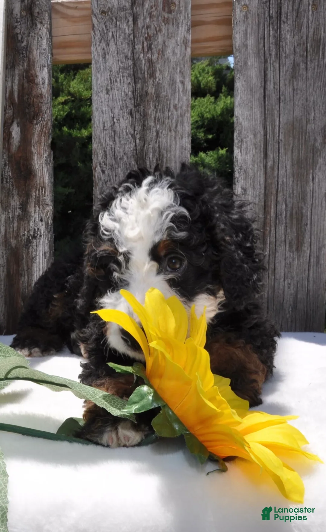 Mini Bernedoodle dogs for sale: Mr. Bear - Ad 1