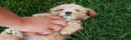 Havapoo dogs for sale: Ember 💛🐾 - Ad 3