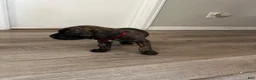 Cane Corso dogs for sale: Cane Corso 2 - Ad 4