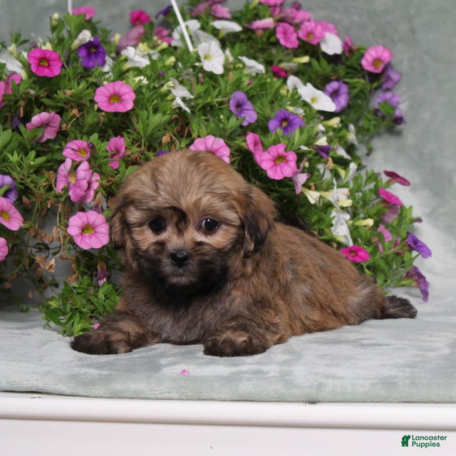 Teddy Bear dogs BJs Ever - Ad 2