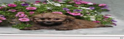 Teddy Bear dogs for sale: BJs Ever - Ad 2