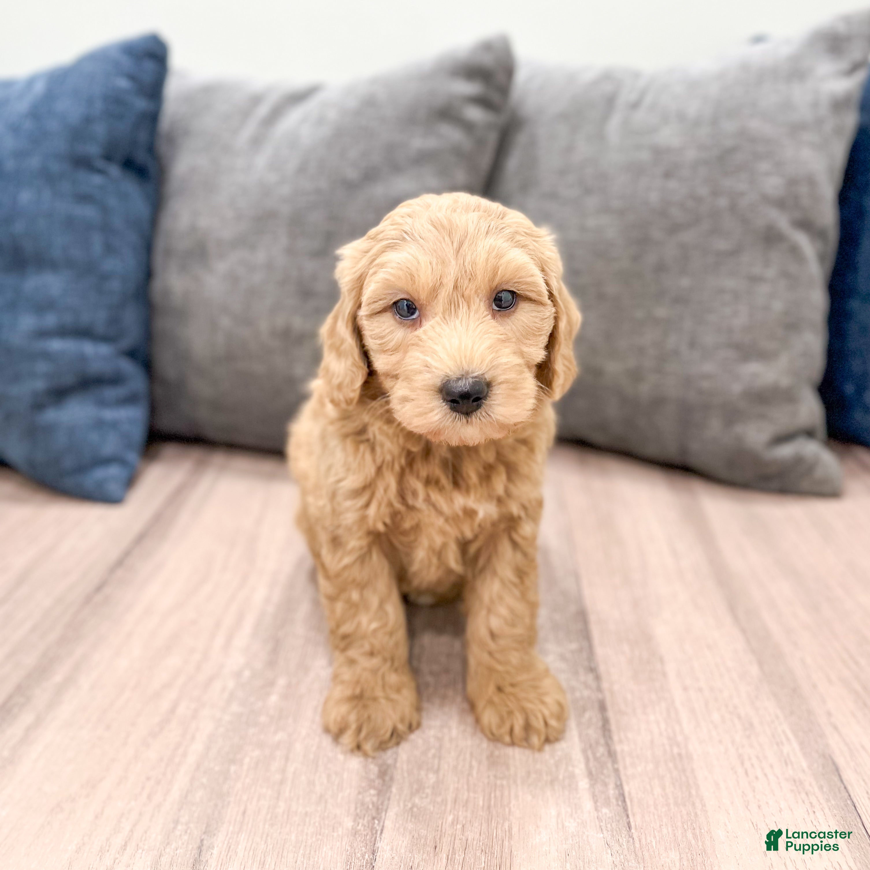 Mini Goldendoodle dogs Heidi - Ad 1