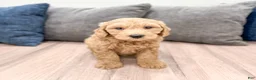 Mini Goldendoodle dogs for sale: Heidi - Ad 1