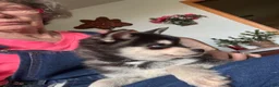 Alaskan Klee Kai dogs for sale: Alaskan Klee Kai Puppy 1 - Ad 9