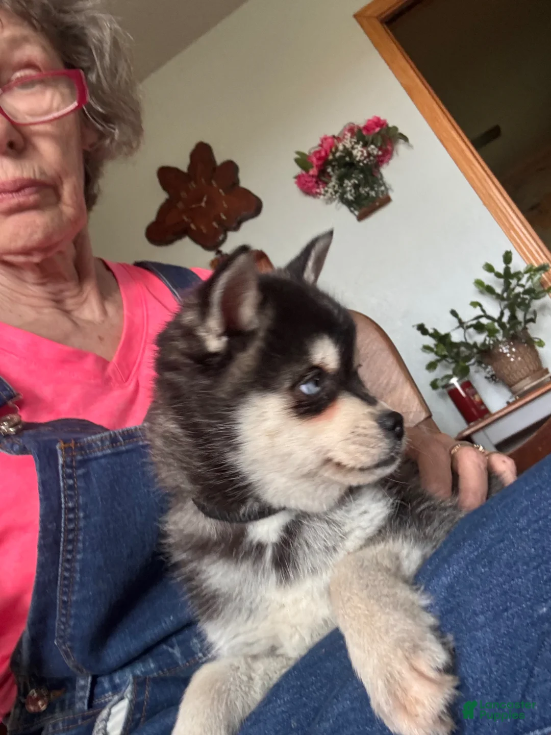 Alaskan Klee Kai dogs for sale: Alaskan Klee Kai Puppy 1 - Ad 9