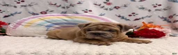 English Bulldog dogs for sale: Merit - Ad 2