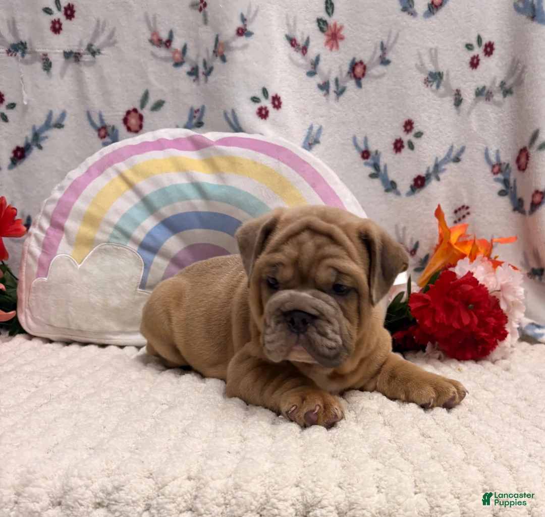 English Bulldog dogs for sale: Merit - Ad 2