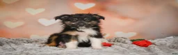 Miniature Australian Shepherd dogs for sale: Alice - Ad 4