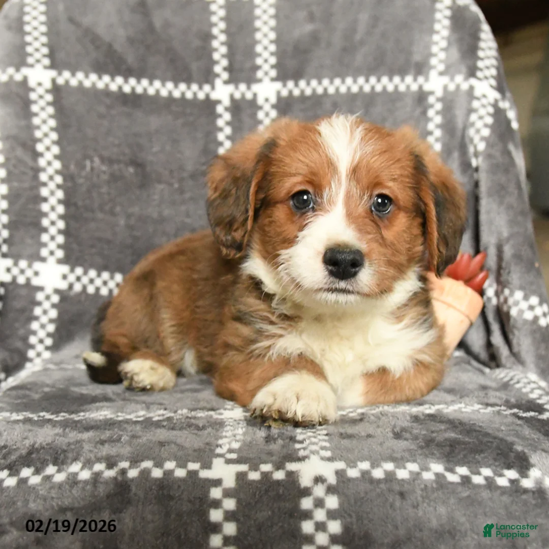 Mixed Breed dogs for sale: Prince   - Ad 3