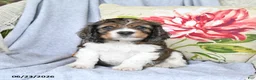 Cockapoo dogs for sale: Socks - Ad 3