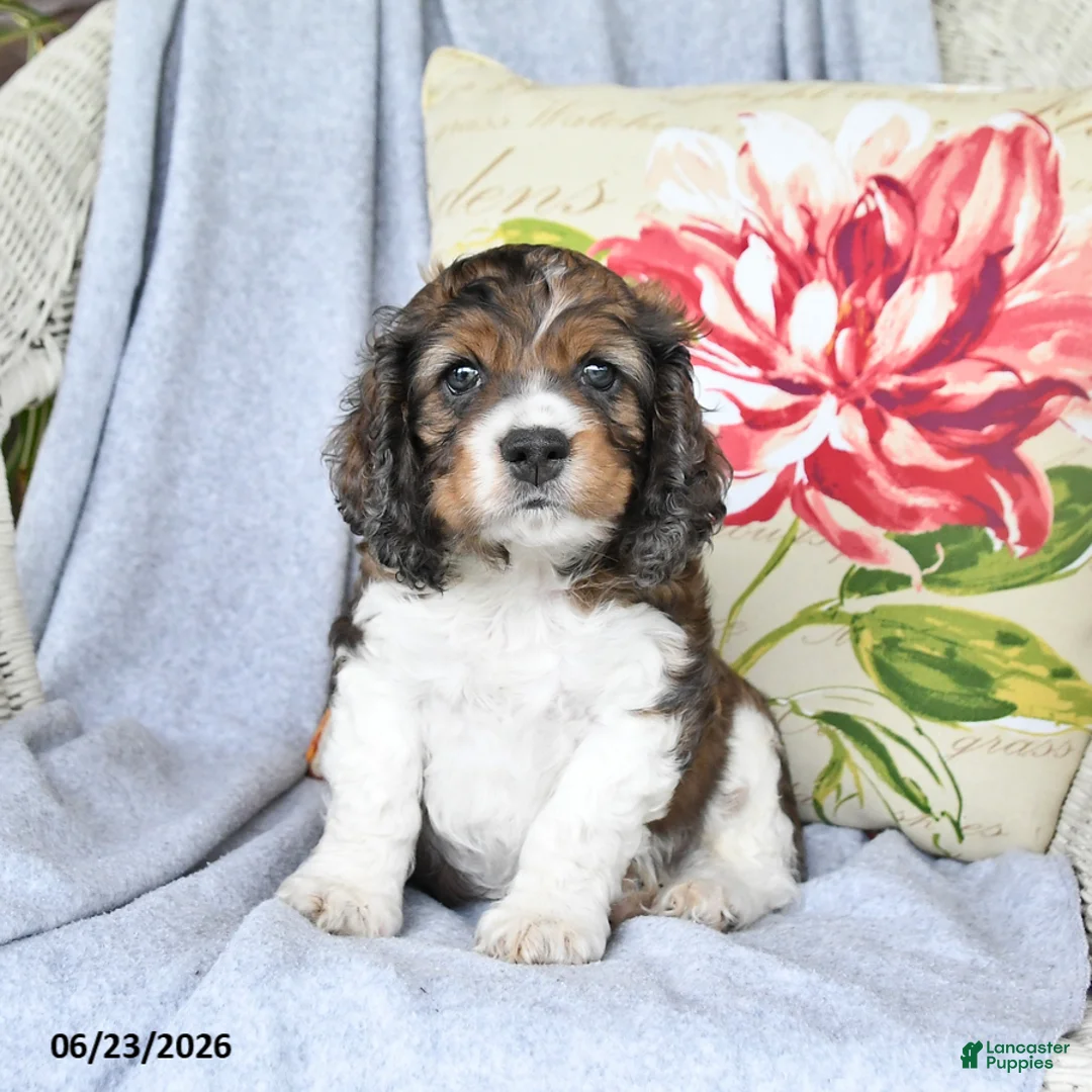 Cockapoo dogs for sale: Socks - Ad 3