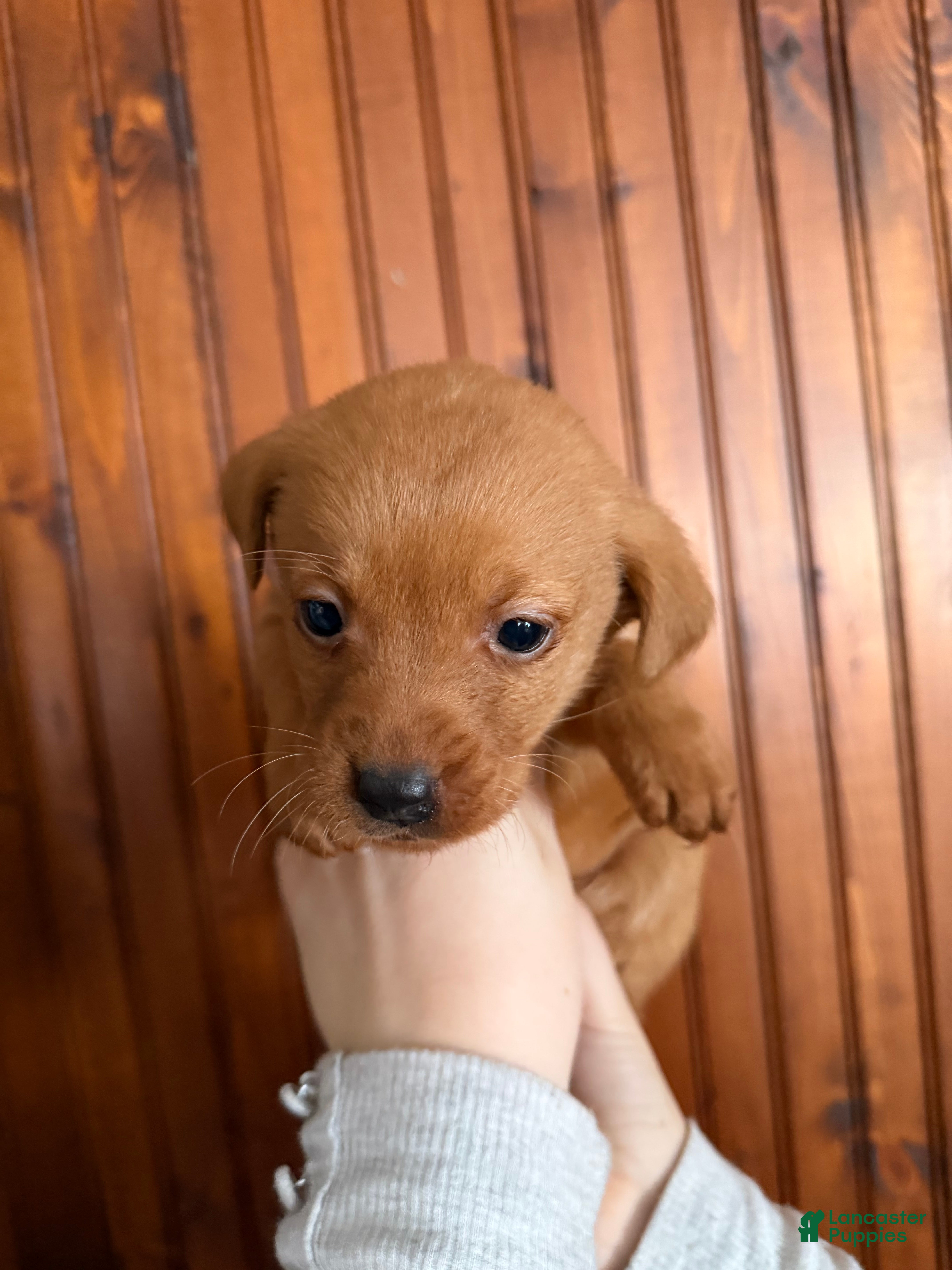 Labrador Retriever dogs Lila - Ad 2