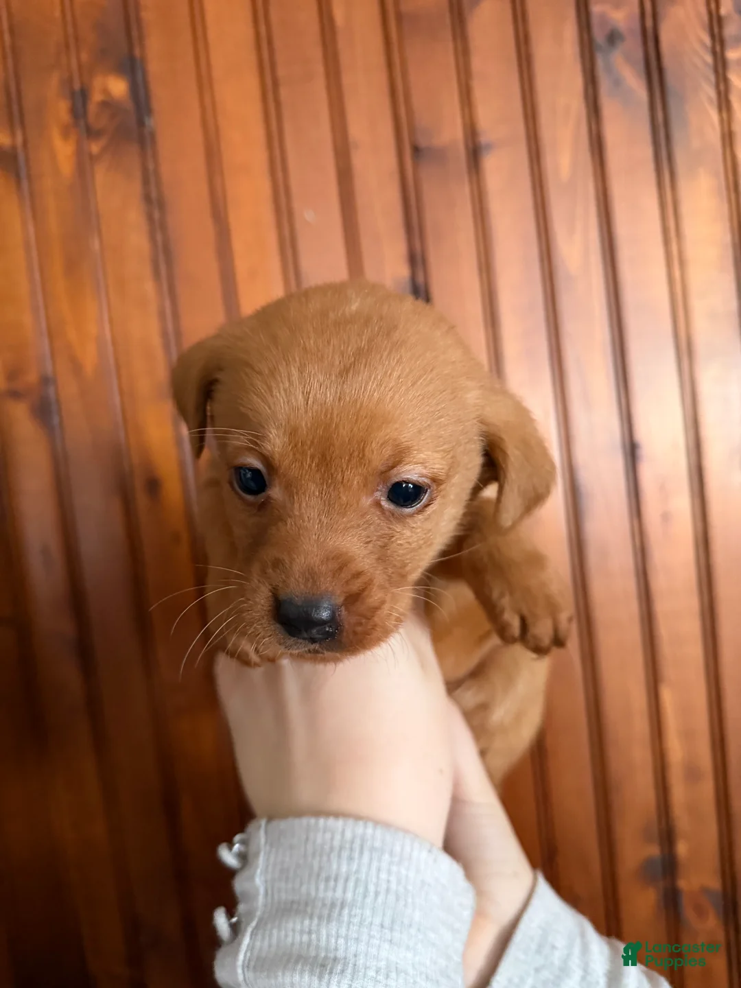 Labrador Retriever dogs for sale: Lila - Ad 2