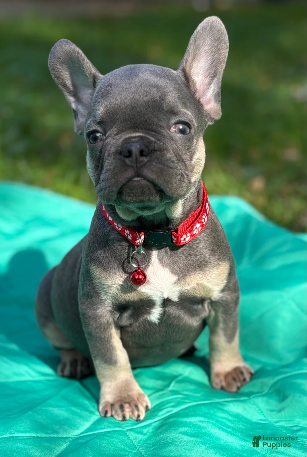 French Bulldog dogs for sale: PEE WEE - Ad 1