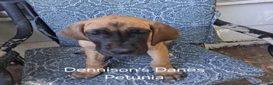 Petunia