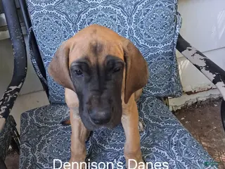 Great Dane dogs for sale: Petunia - Ad 2