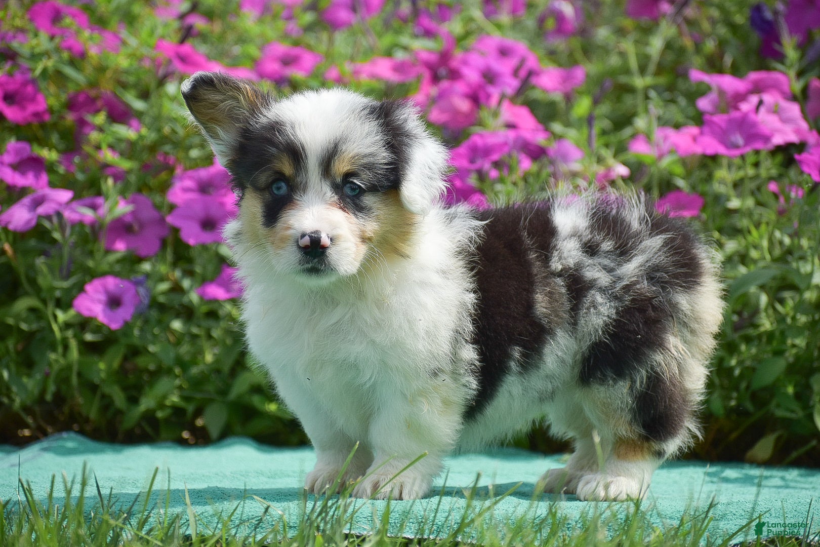 Welsh Corgi Pembroke dogs for sale: Jenna - Ad 3