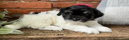 Havapoo dogs for sale: Maisy  - Ad 2