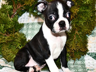 Boston Terrier dogs Juno - Ad 12