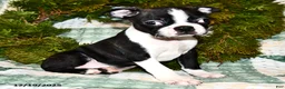 Boston Terrier dogs for sale: Juno - Ad 4