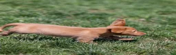 Miniature Dachshund dogs for sale: Peanut - Ad 4