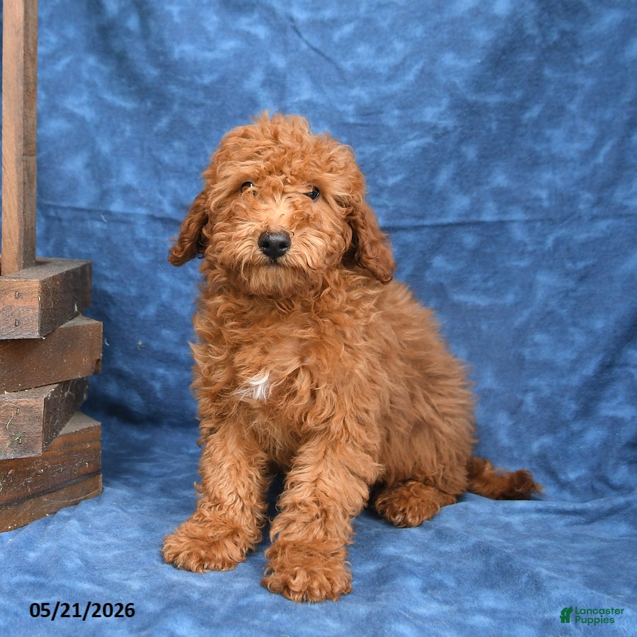 Mini Goldendoodle dogs for sale: Bowser - Ad 2