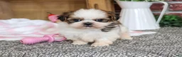 Shih Tzu dogs for sale: Jessie - Ad 6