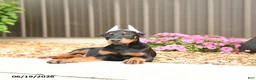 Doberman Pinscher dogs for sale: Denver - Ad 3