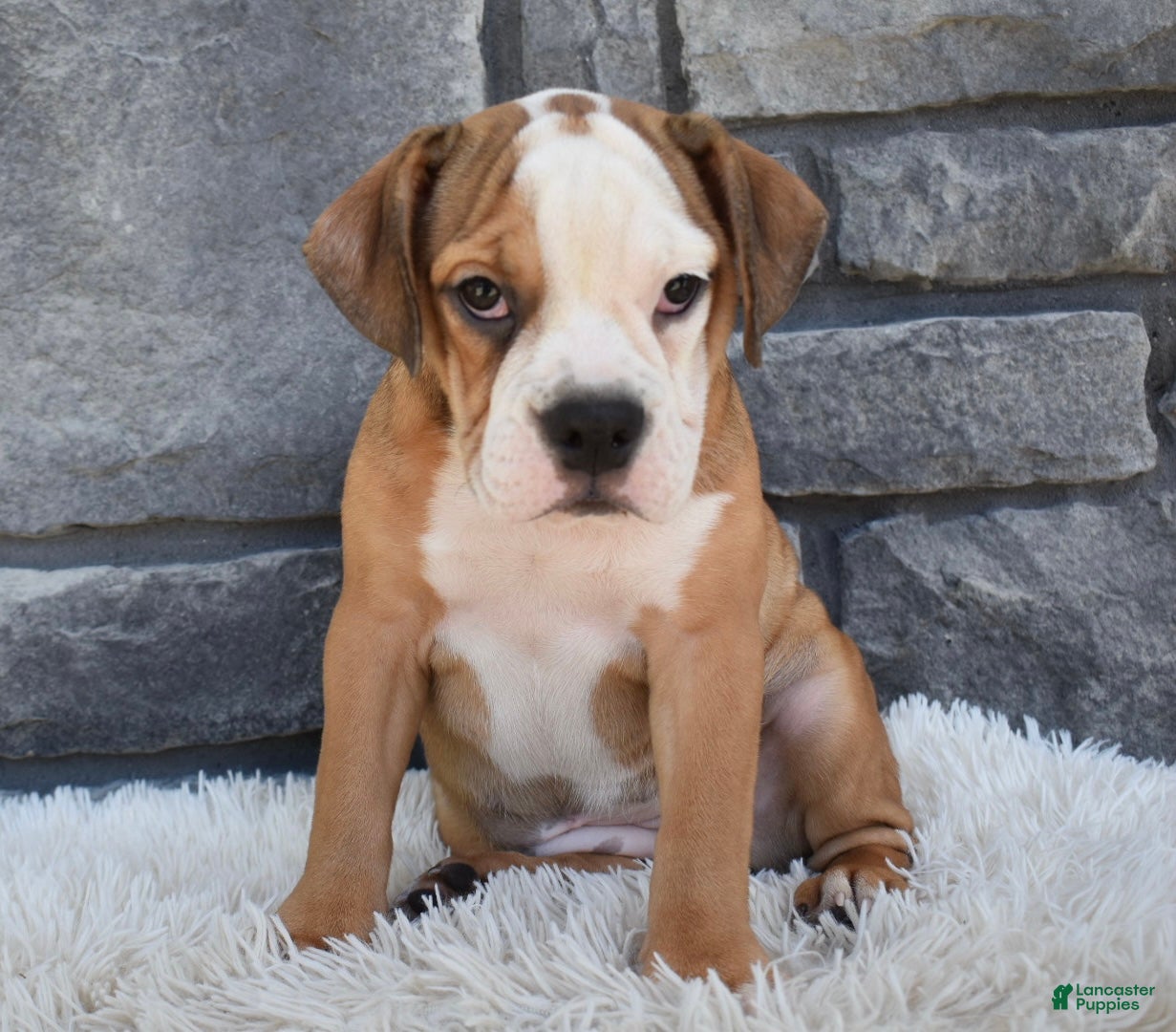 Beabull dogs Blossom  - Ad 2