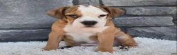 Beabull dogs for sale: Blossom  - Ad 2