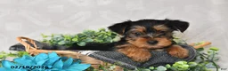 Yorkshire Terrier dogs for sale: Ellie - Ad 3