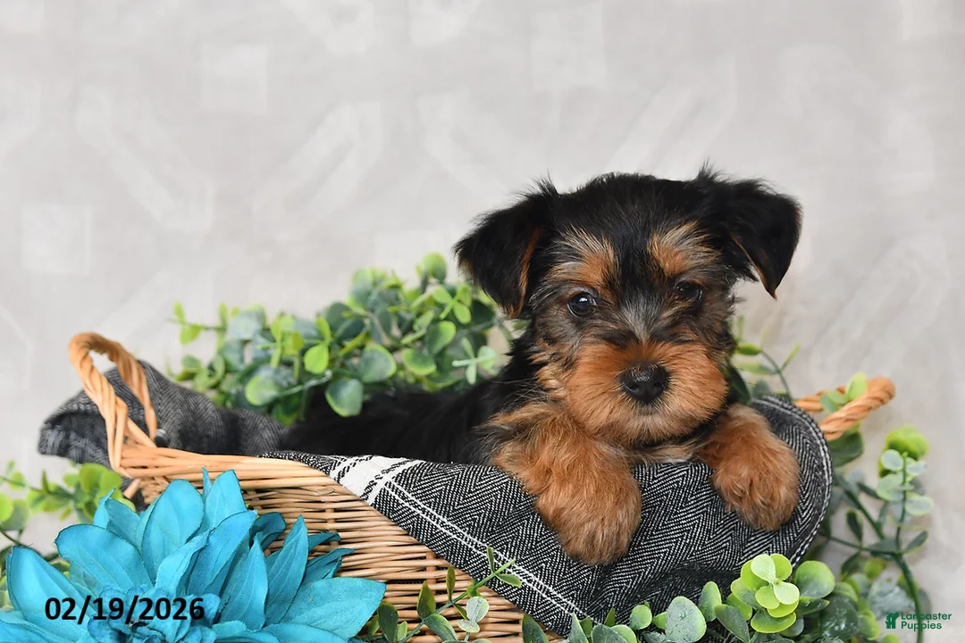 Yorkshire Terrier dogs for sale: Ellie - Ad 3