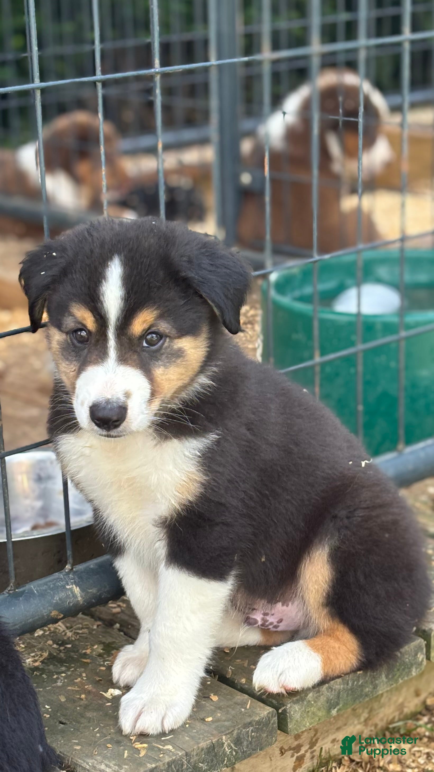 Miniature Australian Shepherd dogs #6 Finn - Ad 1