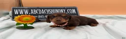 Miniature Dachshund dogs for sale: Champion Russian line - Ad 3