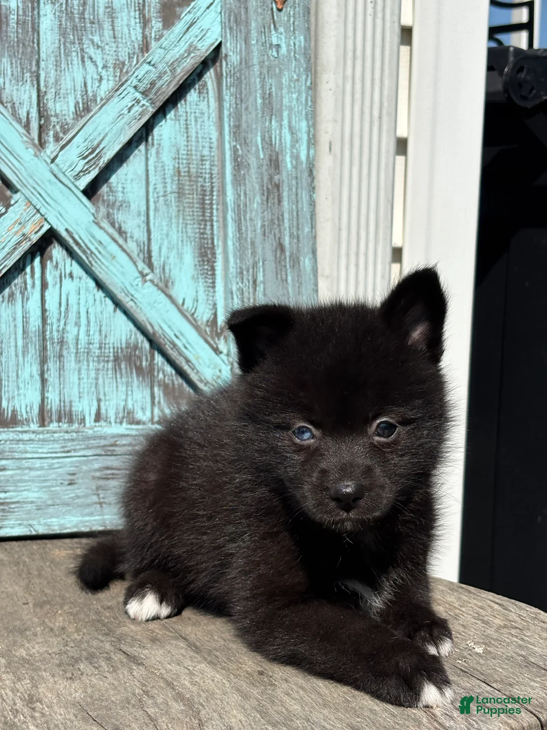 Pomsky dogs for sale: Gilbert - Ad 3