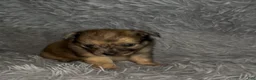 Chiweenie dogs for sale: T-Rex  - Ad 3