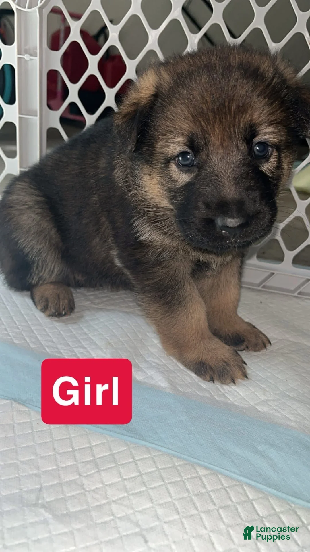 German Shepherd dogs for sale: White - Ad 2