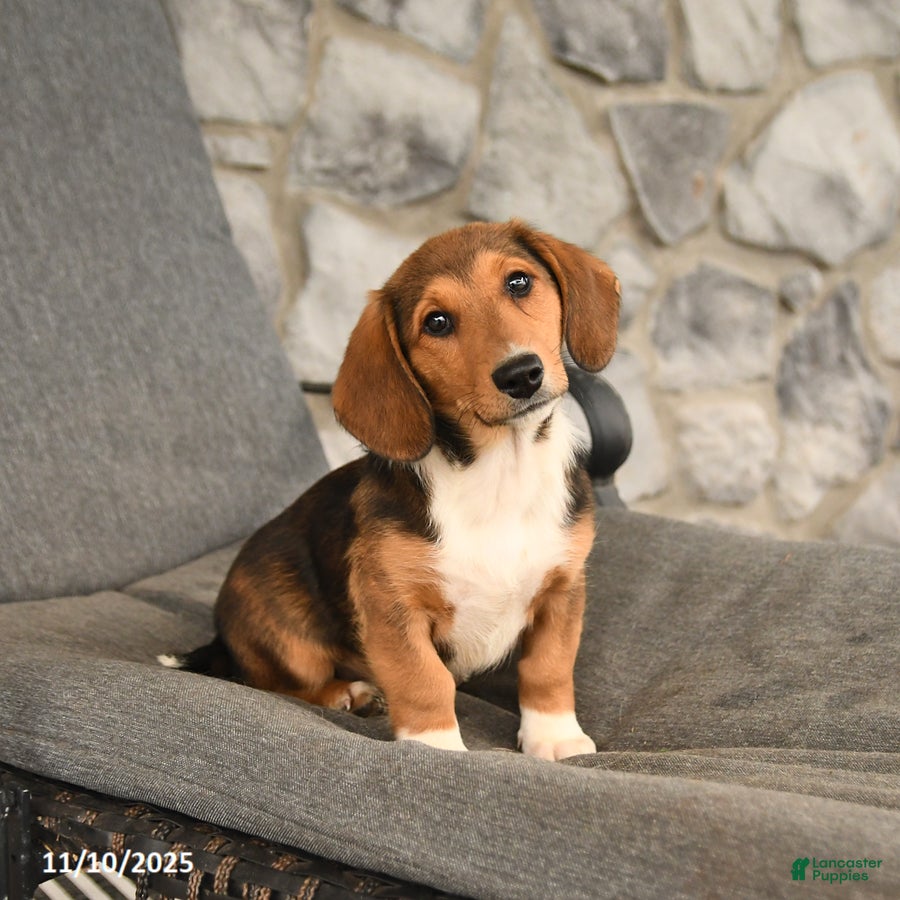 Mixed Breed dogs Blossom - Ad 16