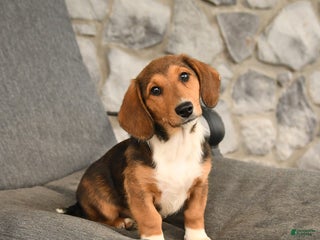 Mixed Breed dogs Blossom - Ad 26