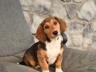 Mixed Breed dogs Blossom - Ad 17