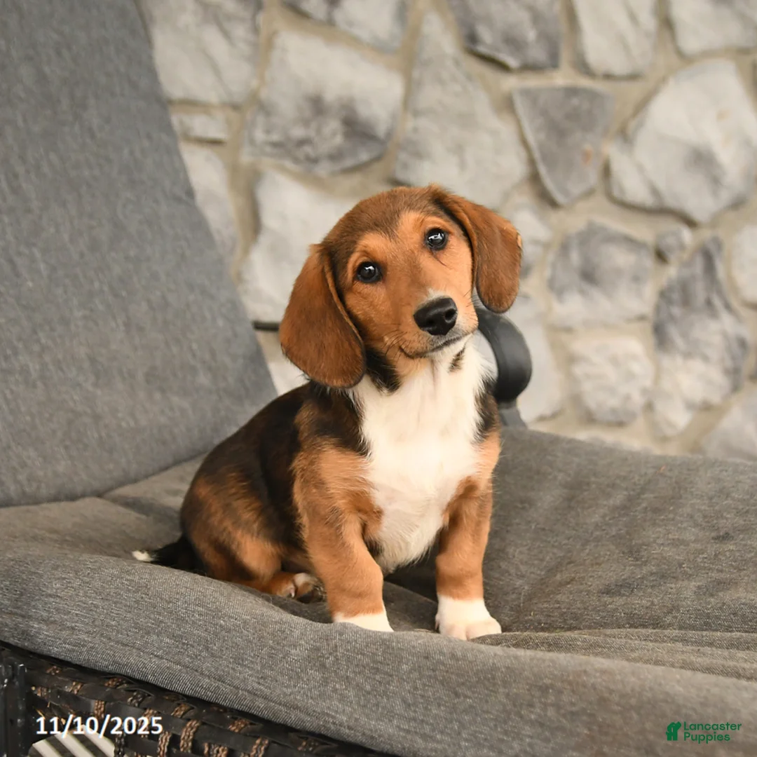 Mixed Breed dogs for sale: Blossom - Ad 1