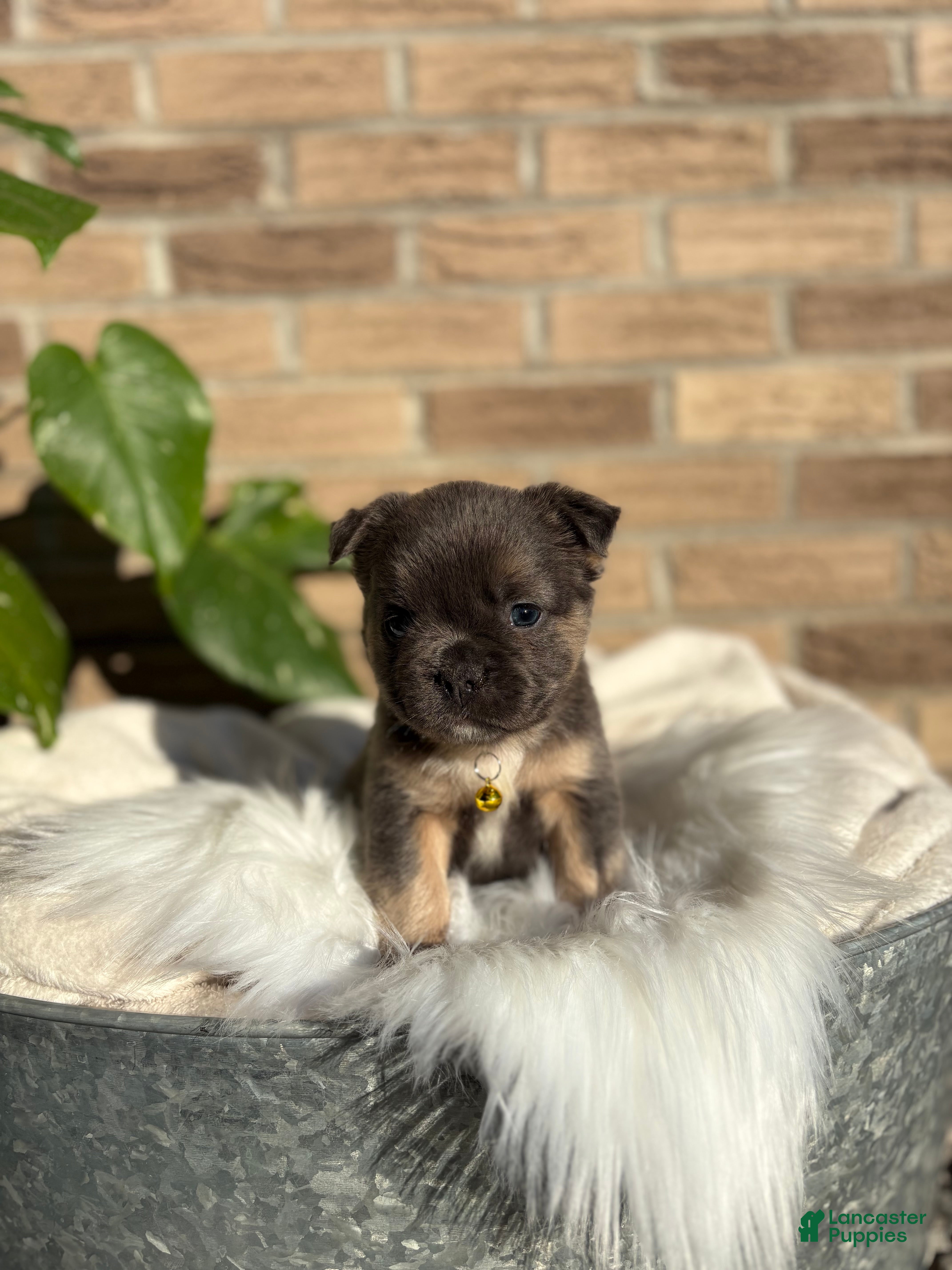 French Bulldog dogs French Bulldog Puppy 9 - Ad 2