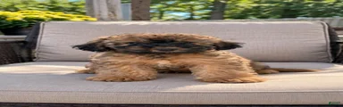 Cavapoo 3