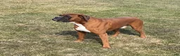 Boxer dogs for sale: Aspen Puppy 1 - Ad 7